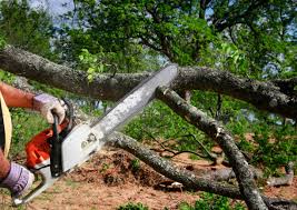 Best Arborist Consultation Services  in Blackwell, OK