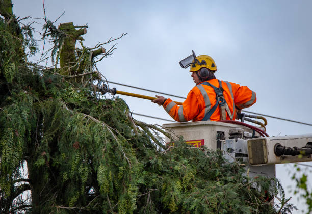 Best Tree Preservation Services  in Blackwell, OK