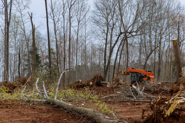 Best Storm Damage Tree Cleanup  in Blackwell, OK