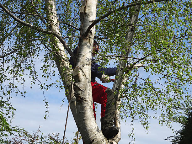 Best Firewood Processing and Delivery  in Blackwell, OK