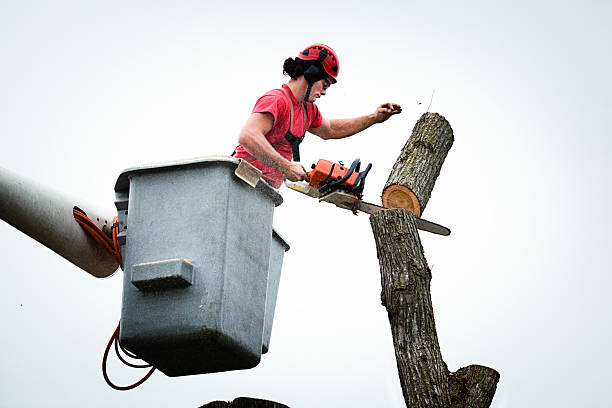 Trusted Blackwell, OK Tree Services Experts