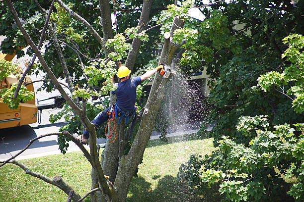 Best Tree Mulching  in Blackwell, OK