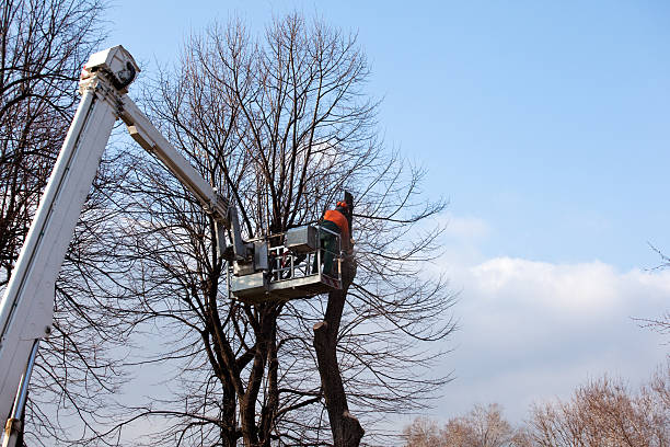 Best Hazardous Tree Removal  in Blackwell, OK