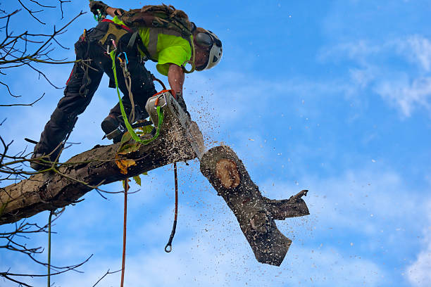 Best Palm Tree Trimming  in Blackwell, OK